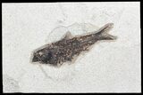 Fossil Fish (Knightia) - inch Layer, Green River Formation #96910-1